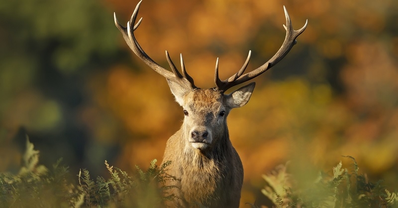 Après s'être réfugié sous un ponton en pleine ville, un cerf a été abattu par des chasseurs sous le regard horrifié des promeneurs