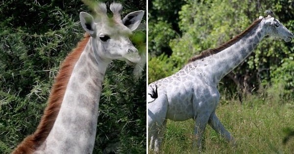 Des scientifiques du Parc Taranguire (Tanzanie) ont récemment découvert la présence d'une girafe blanche, une espèce très rare