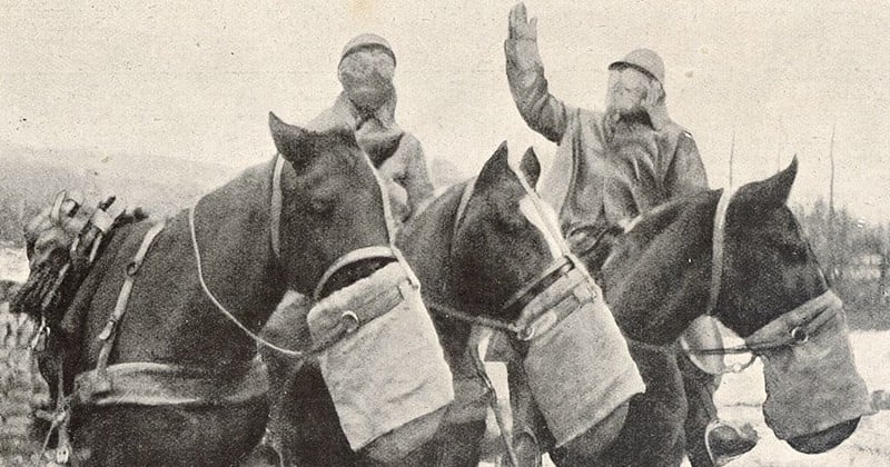 Un siècle après la fin de la Première Guerre Mondiale, la ville de Paris rendra enfin hommage aux 11 millions d'animaux tués pendant le conflit 