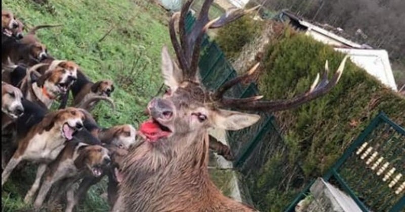 Dans l'Oise, un cerf sauvé par les riverains alors qu'il était encerclé par des chiens de chasse et blessé à la patte