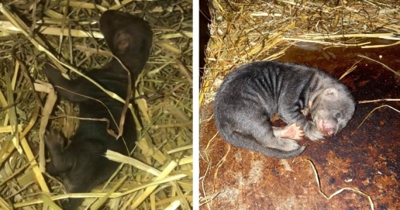 Un bébé tayra, originaire d'Amérique centrale et du sud, est né dans un zoo français pour la première fois