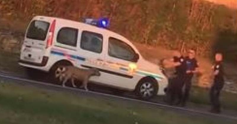 Cette vidéo montrant des policiers abattre un chien perdu suscite émoi et indignation