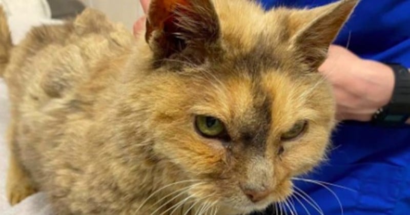 Disparue il y a 17 ans, une chatte retrouve sa maîtresse et vit ses derniers instants avec elle 