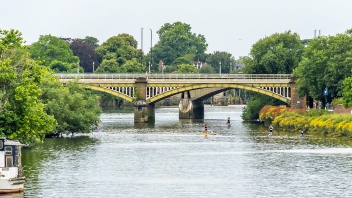 « Je veux qu'ils meurent » : il jette trois chatons dans un fleuve depuis un pont, sous les yeux des passants