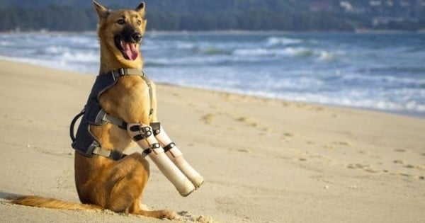 Mutilé par un voisin, le chien Cola s'est battu pour reprendre goût à la vie... et il a réussi !