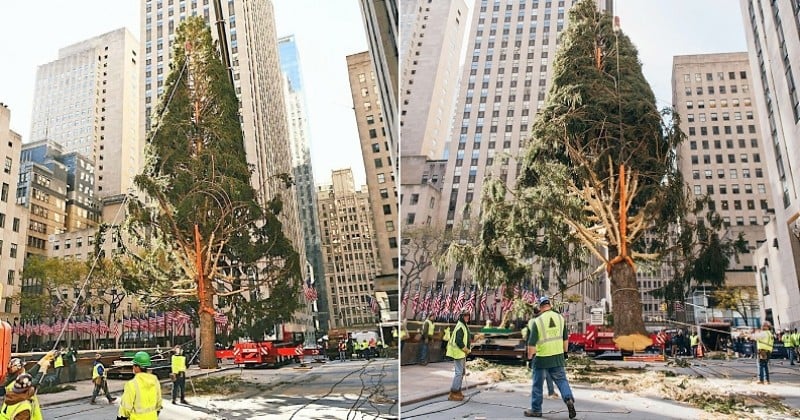 New York : les internautes se moquent du triste sapin de Noël du Rockefeller Center et le comparent avec humour à l'année 2020