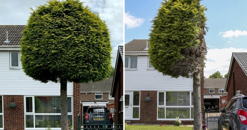 Angleterre : en conflit avec leurs voisins, ils décident de couper l'arbre devant chez eux en deux 