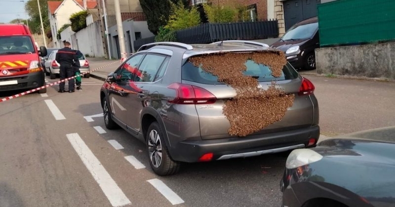 Au Havre, une voiture prise pour cible par des milliers d'abeilles