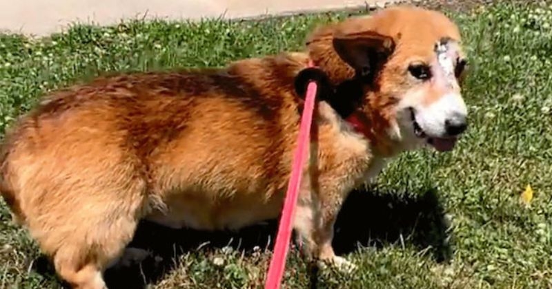 Laissé pour mort après avoir reçu une balle entre les yeux, ce corgi a miraculeusement survécu