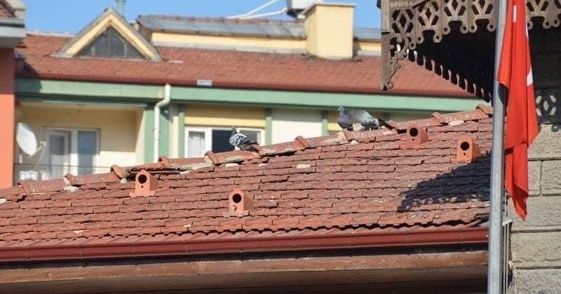 En Turquie, des « tuiles-nids » ont été installées sur les toits pour loger et protéger les oiseaux