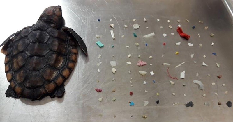 En Floride, une jeune tortue est morte après avoir ingéré une centaine de morceaux de plastique