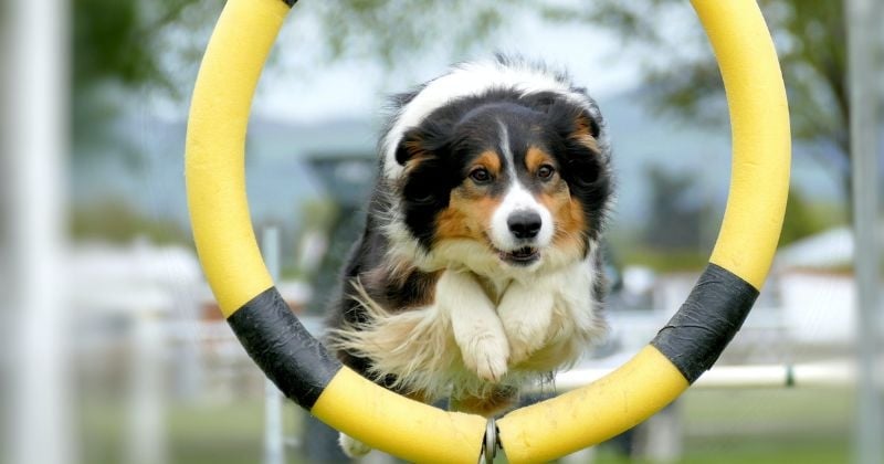 Sports canins : 11 sports à pratiquer avec son chien