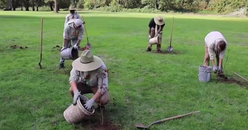 #TeamTrees : un célèbre youtubeur américain récolte 20 millions de dollars pour planter 20 millions d'arbres