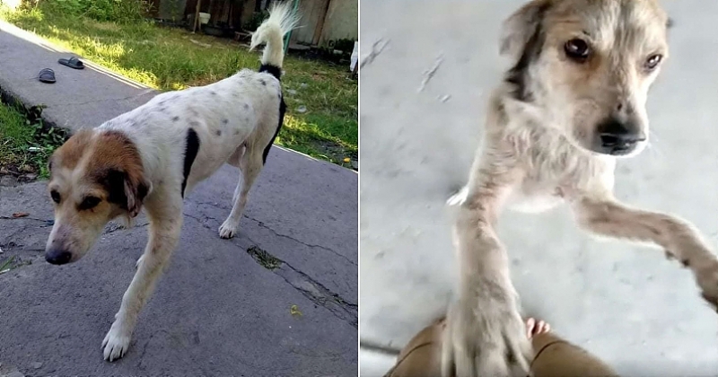 Vidéo : après 3 mois égaré, son chien fond en larmes dans ses bras pour leurs retrouvailles