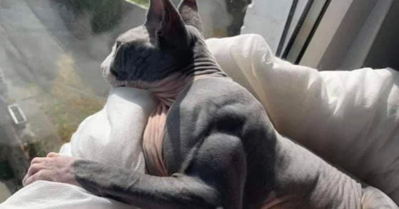 La photo d'un chat ultra-musclé fait le buzz sur la toile