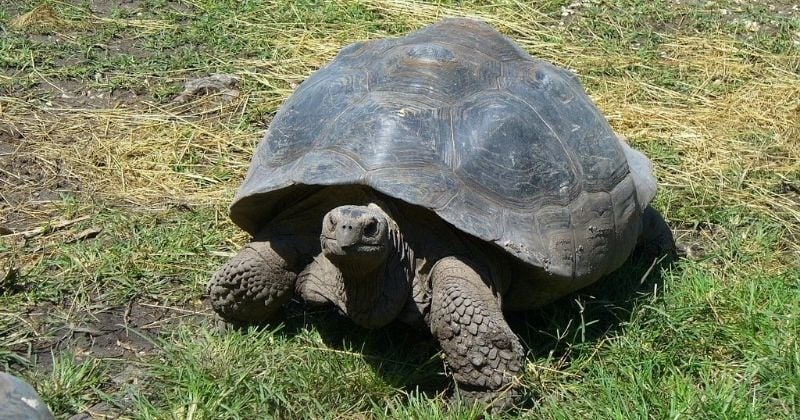 Des tortues géantes, d'une espèce encore inconnue, ont été découvertes dans l'archipel des Galápagos	
