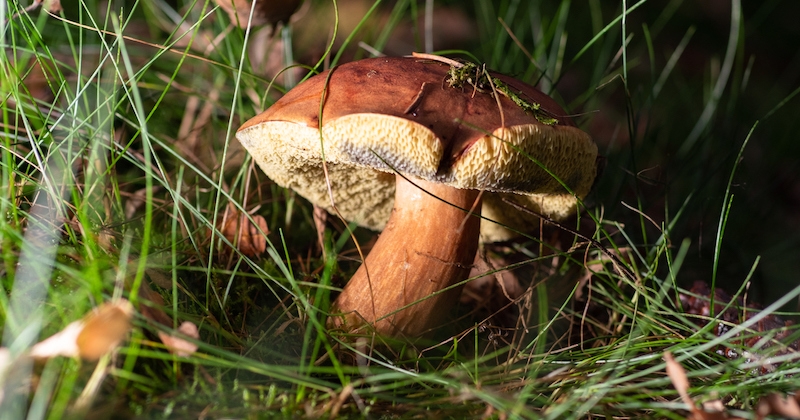 Morbihan : un retraité trouve un cèpe de près de 2 kg ! 