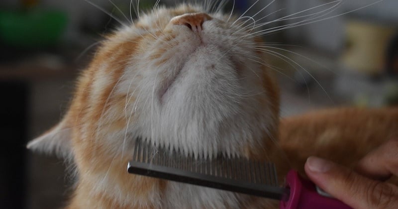 Comment bien brosser son chat et pourquoi c'est important ?