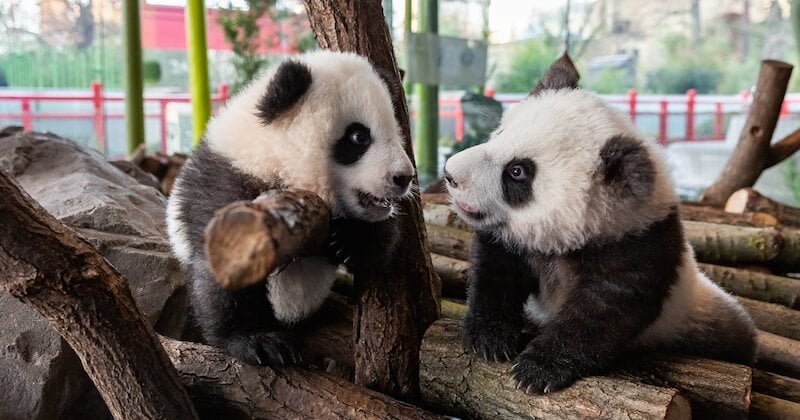 Les deux bébés pandas du zoo de Berlin enfin présentés au public