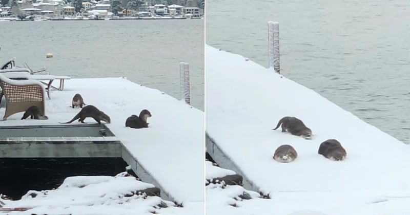 Aux États-Unis, une promeneuse a filmé une famille de loutres en train de s'amuser dans la neige