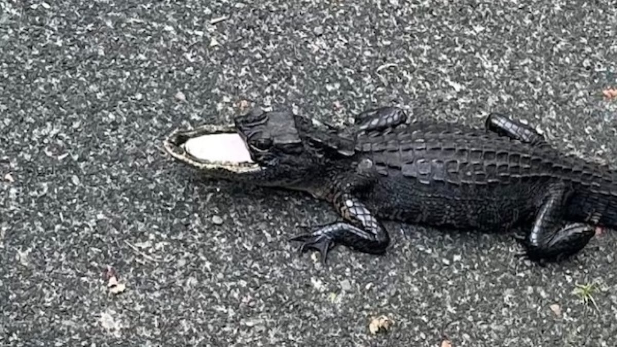 Un alligator dépourvu de mâchoire supérieure a été aperçu en Floride
