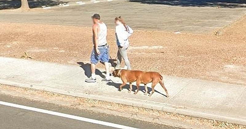 Google Maps : il découvre un chien à 6 pattes en train d'être promené dans la rue
