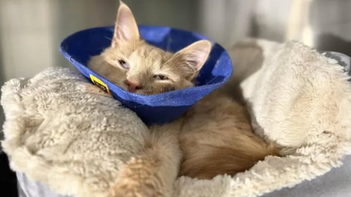 Un chat errant victime de douleurs extrêmes est sauvé alors qu'il est sur le point d'être euthanasié