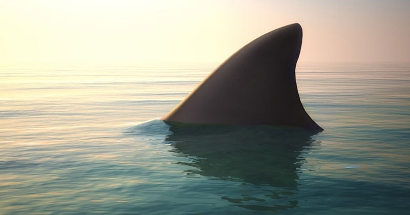 De grands requins blancs au nord de la France et en Angleterre ? C'est possible selon des chercheurs