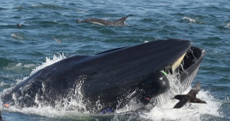Un plongeur se fait brièvement « avaler » par une baleine avant d'être recraché vivant