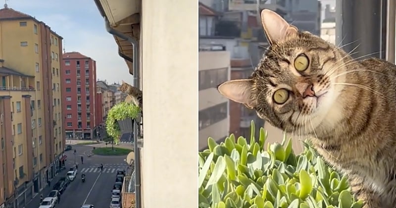 À la fenêtre de son appartement, il filme une scène géniale en voyant le chat du voisin l'espionner