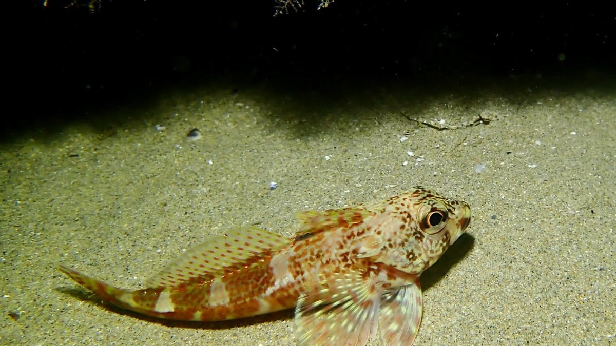 Piqûre de vive : pourquoi ce poisson est dangereux et quels sont les risques ?