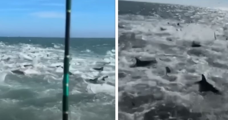 Cette vidéo impressionnante montre des dizaines de requins affamés attaquant un banc de poissons