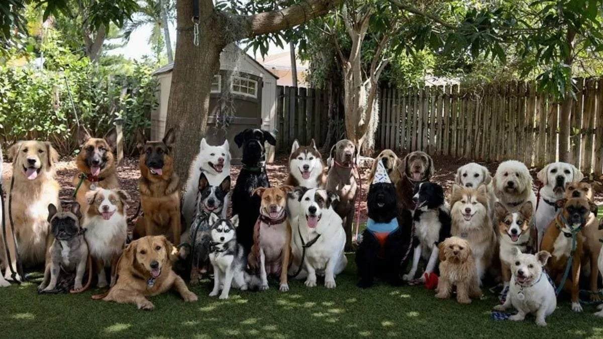 Un photographe parvient à faire poser 30 chiens immobiles face à l'objectif et reçoit un prix