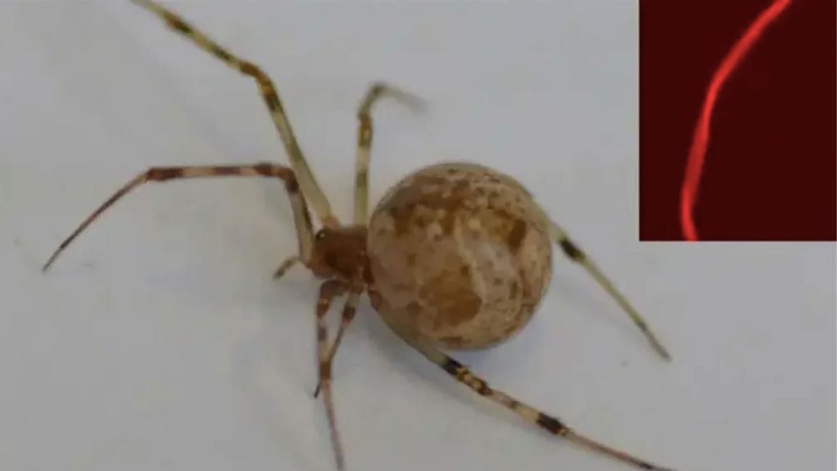 La première araignée génétiquement modifiée au monde est capable de produire de la soie rouge fluorescente