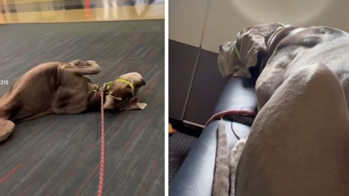 Un énorme chien débarque dans un avion avec son maître, la vidéo rend dingues les internautes 