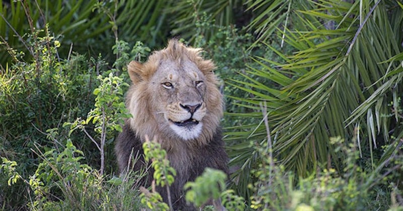 Un photographe surpris par un lion qui rugit fort devant lui, avant de lui sourire avec un clin d'oeil