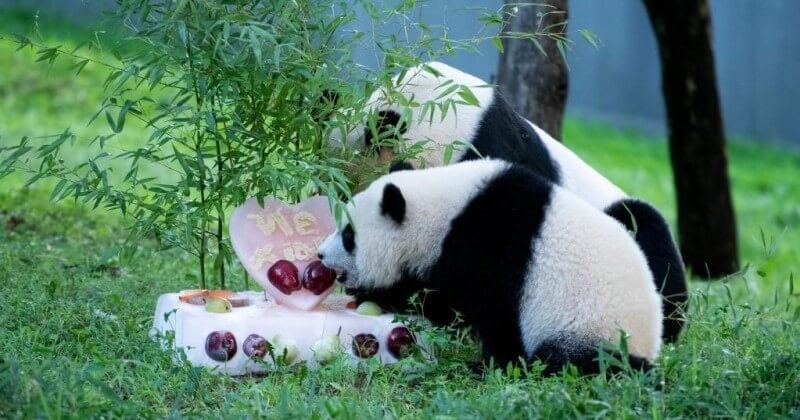 Au zoo de Washington, le bébé panda Xiao Qi Ji a reçu un gros gâteau pour son premier anniversaire