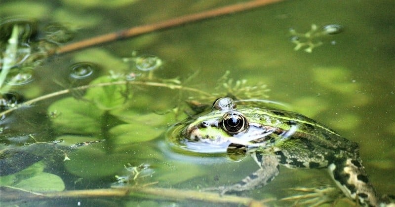 Dans le Nord, un couple reçoit la visite de la police pour des grenouilles trop bruyantes ! 