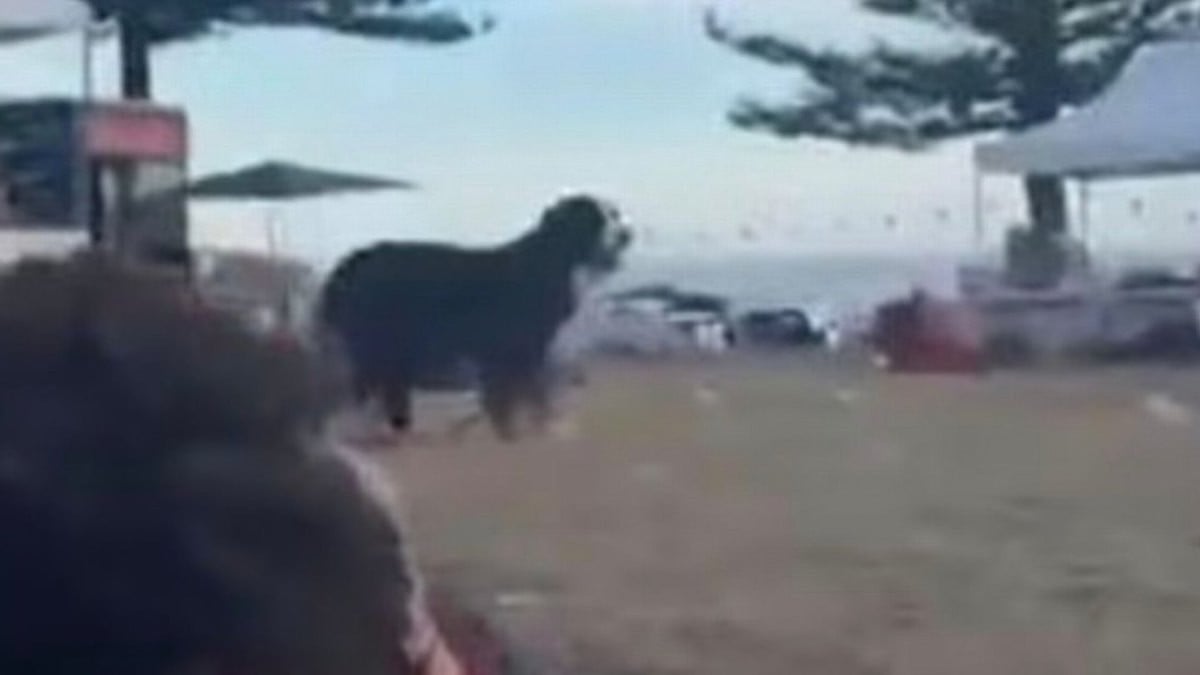 Maui, un bouvier bernois, aperçu sur le lieu de la fusillade à Sydney 