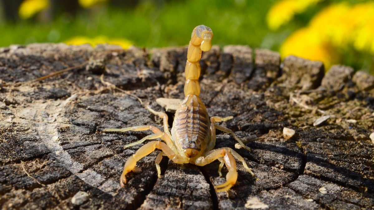 Méfiez-vous, les scorpions sont présents dans ces régions de France