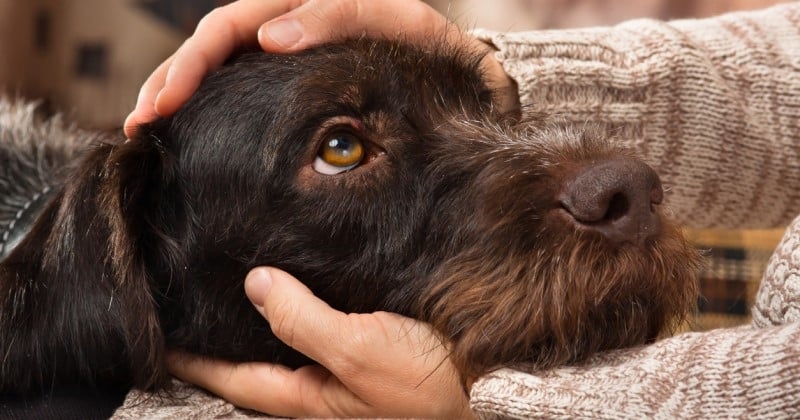 Rejetée et négligée toute sa vie, cette chienne atteinte d'une tumeur inopérable a pu finir ses jours dans une famille aimante