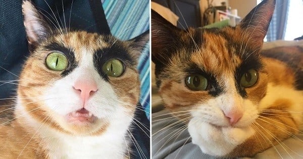 Faites la connaissance de Lilly, ce chat aux « yeux fous » qui donne l'impression de vous juger sans arrêt avec ses faux sourcils
