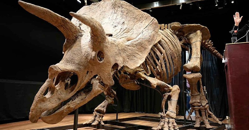 « Big John », le plus grand tricératops découvert à ce jour, vendu à Paris pour 6,6 millions d'euros