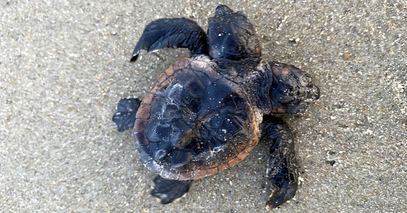 États-Unis : une tortue à deux têtes a été découverte en Caroline du Nord 