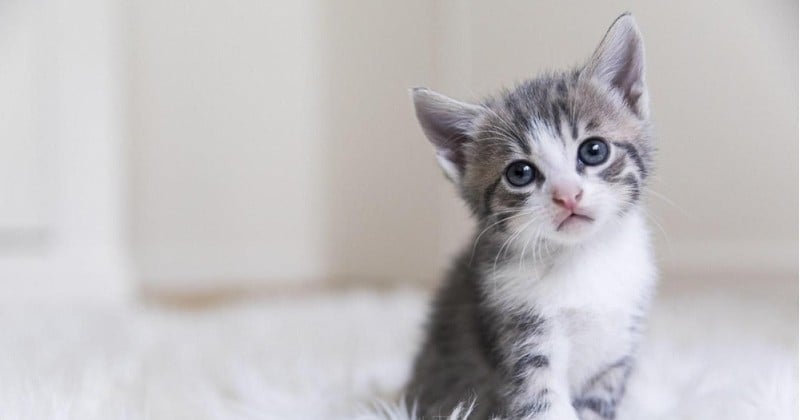 Un vaccin contre l'allergie aux chats existe désormais ! 
