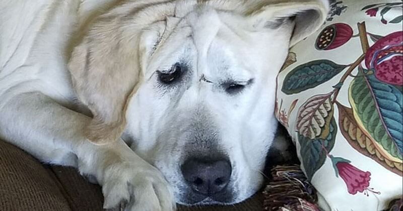  Abandonné deux fois à cause de son apparence, ce chien avec une déformation faciale a trouvé un foyer aimant