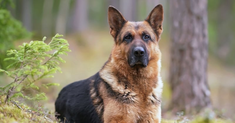 Trois chiens sont morts empoisonnés lors de la finale du championnat de France de canicross 