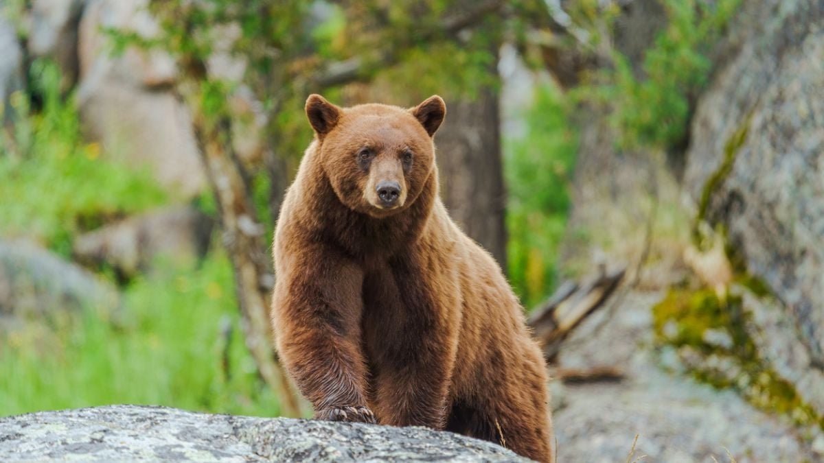 Insolite : cet ours s'introduit dans une maison et se sert dans le congélateur 