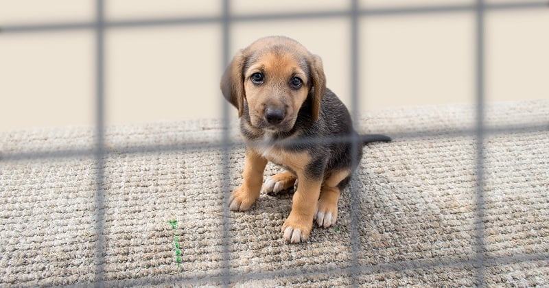 Les abandons d'animaux en forte augmentation à cause de l'inflation, du jamais vu depuis 60 ans