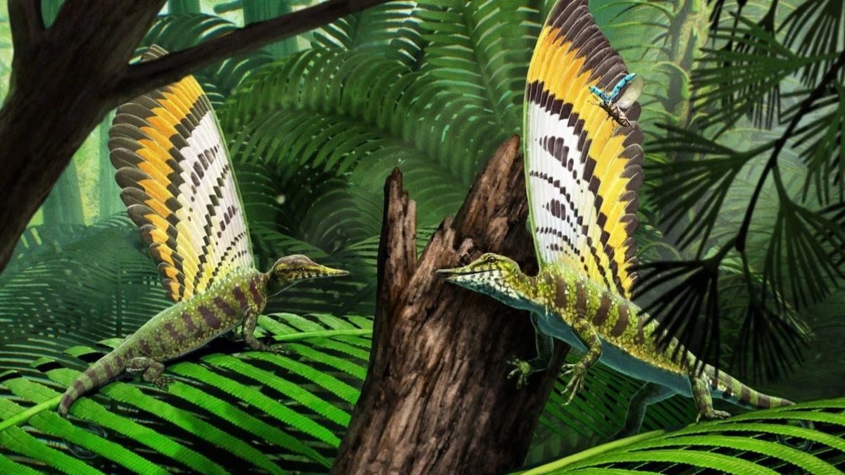 Ce fossile vieux de 247 millions d'années révèle quelque chose de jamais vu auparavant